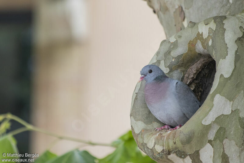 Pigeon colombin