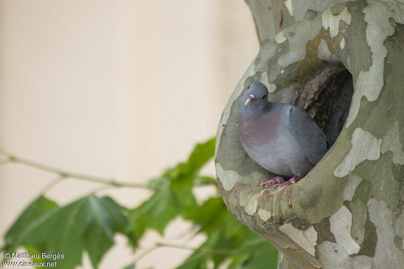 Stock Dove