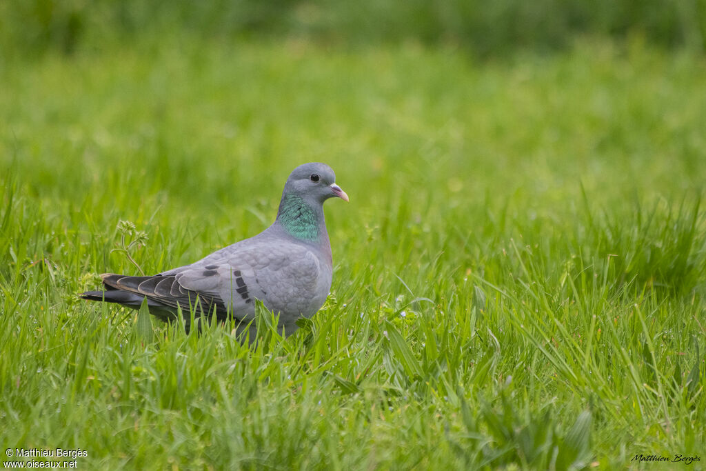 Stock Dove