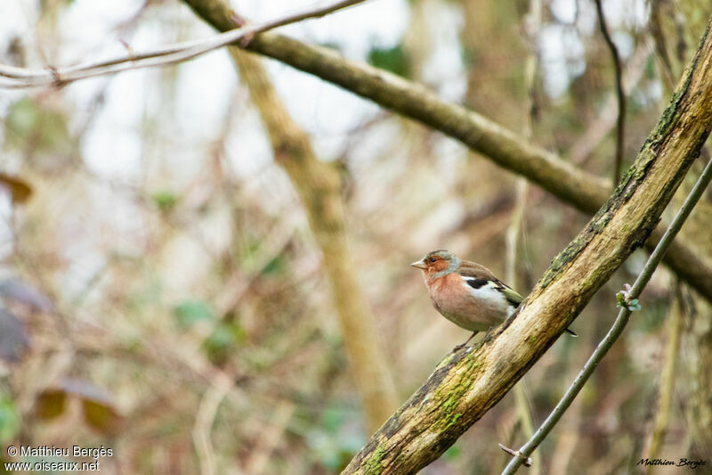 Eurasian Chaffinch male