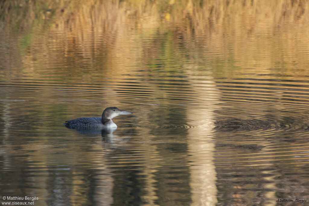 Common Loon