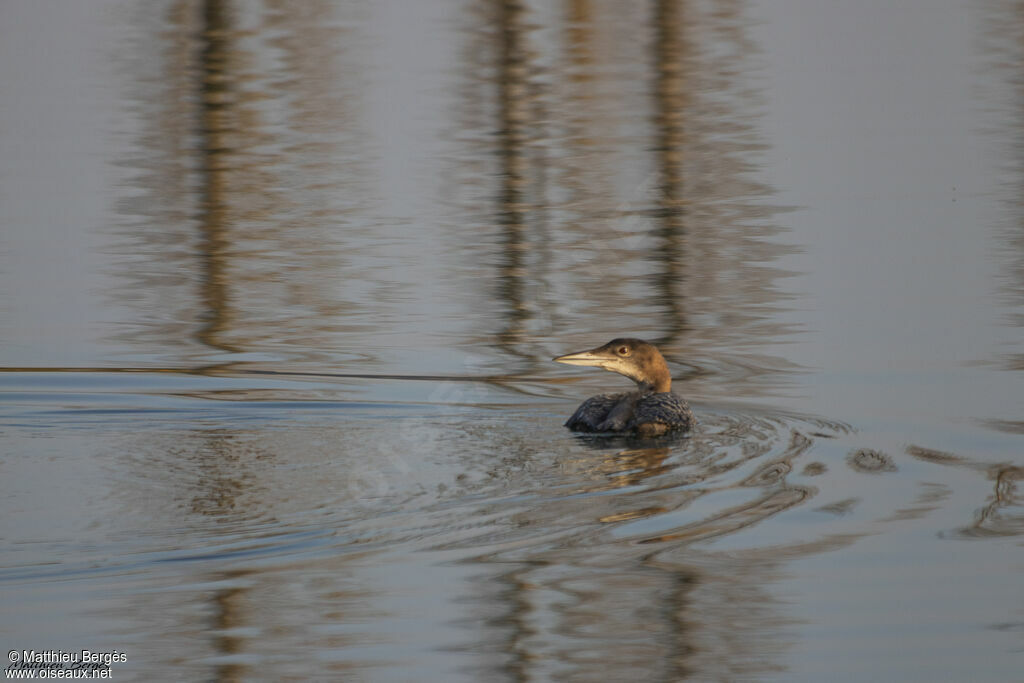 Common Loon