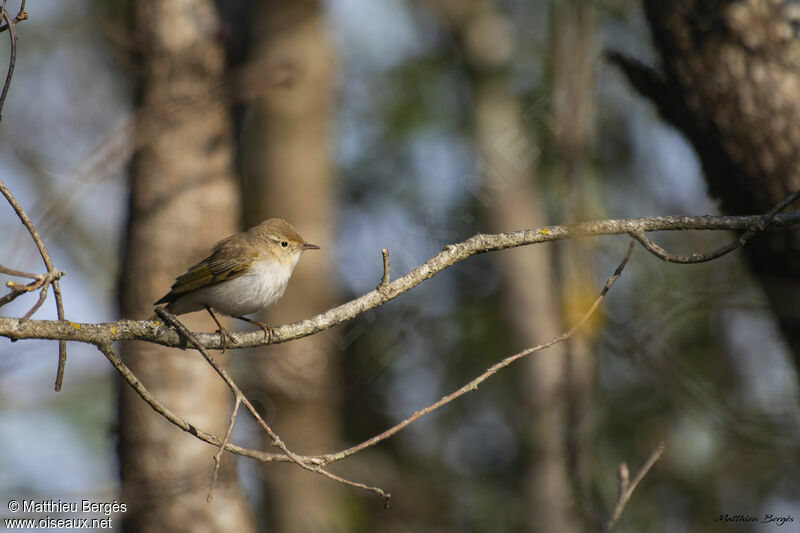 Pouillot de Bonelli