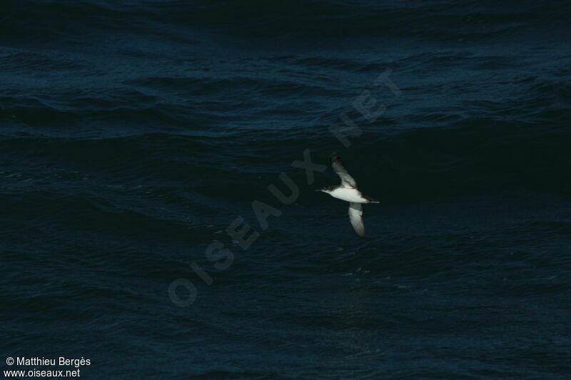 Yelkouan Shearwater