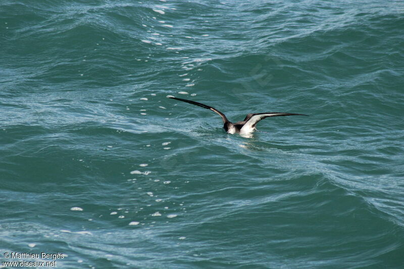 Yelkouan Shearwater