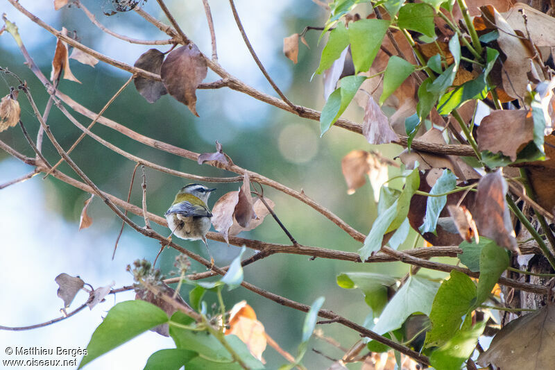 Common Firecrest