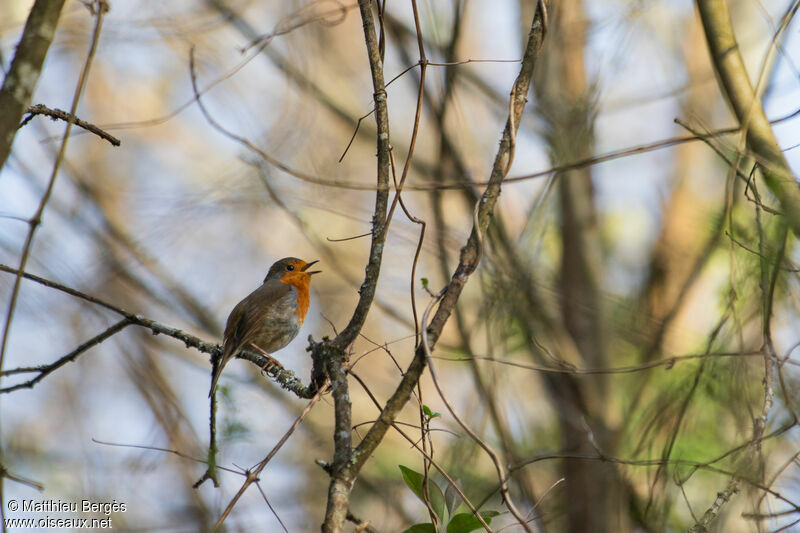 European Robin