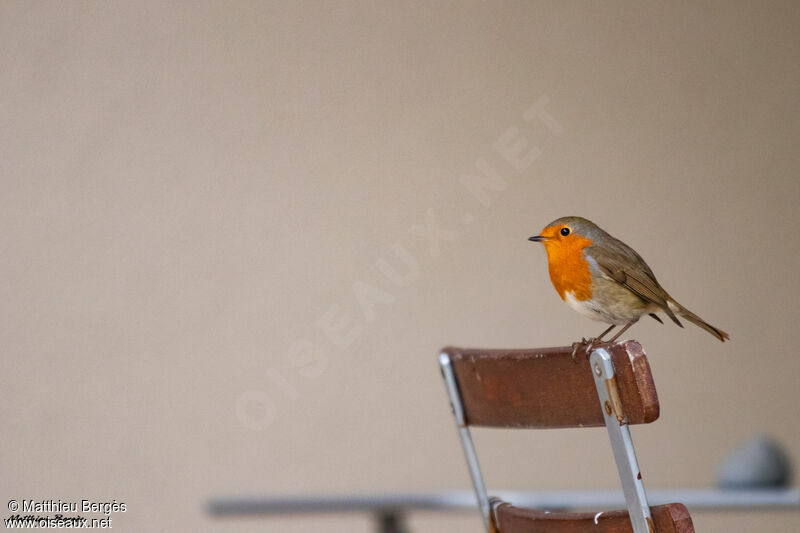 European Robin