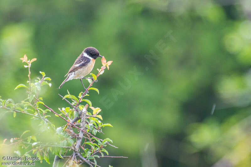 European Stonechat