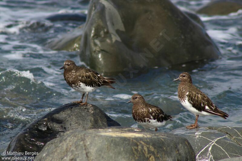 Black Turnstone