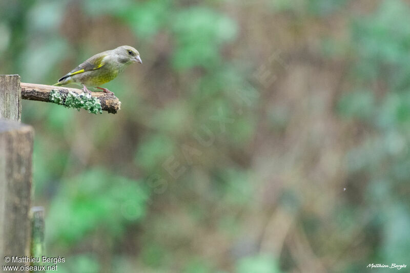 European Greenfinch