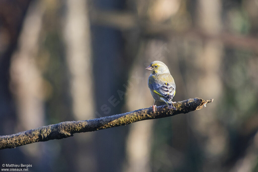 European Greenfinch