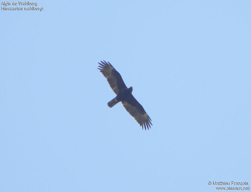 Aigle de Wahlberg