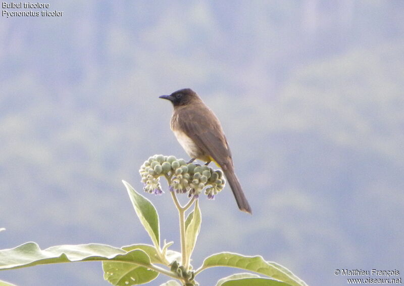 Dark-capped Bulbul, identification