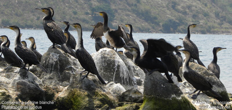 Cormoran à poitrine blanche