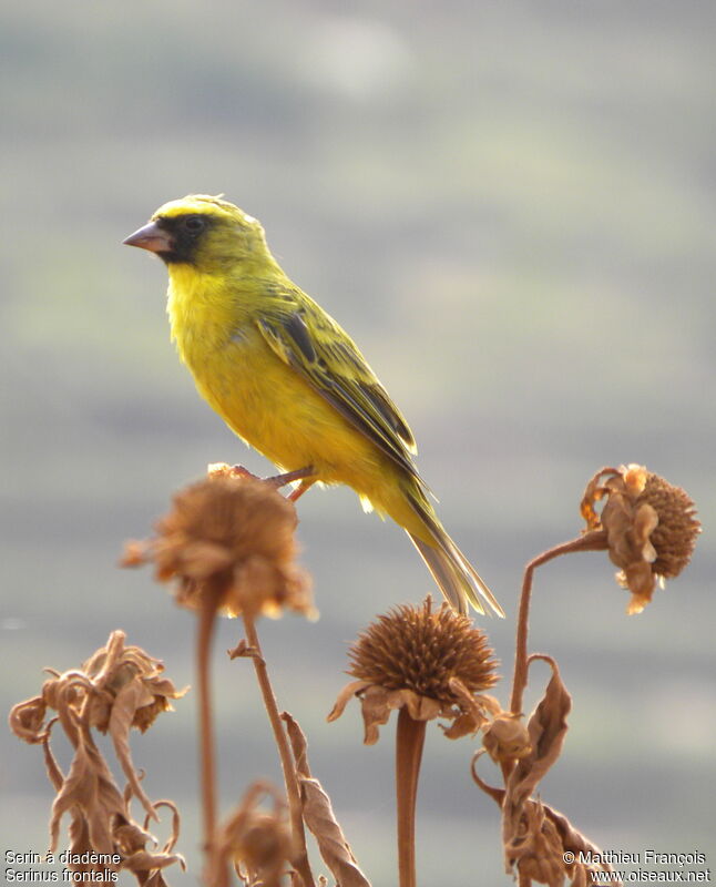 Serin à diadème mâle adulte, identification