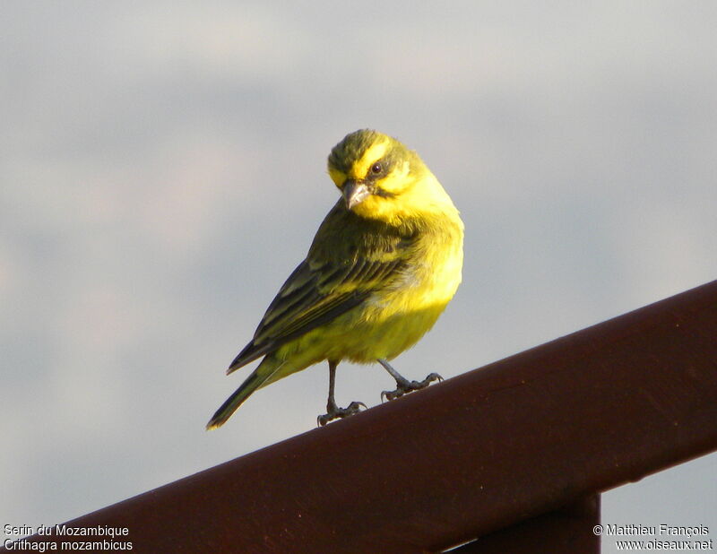 Serin du Mozambique