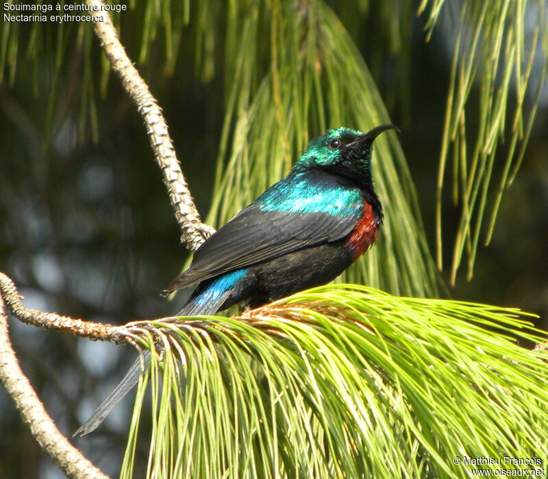 Souimanga à ceinture rouge mâle, identification