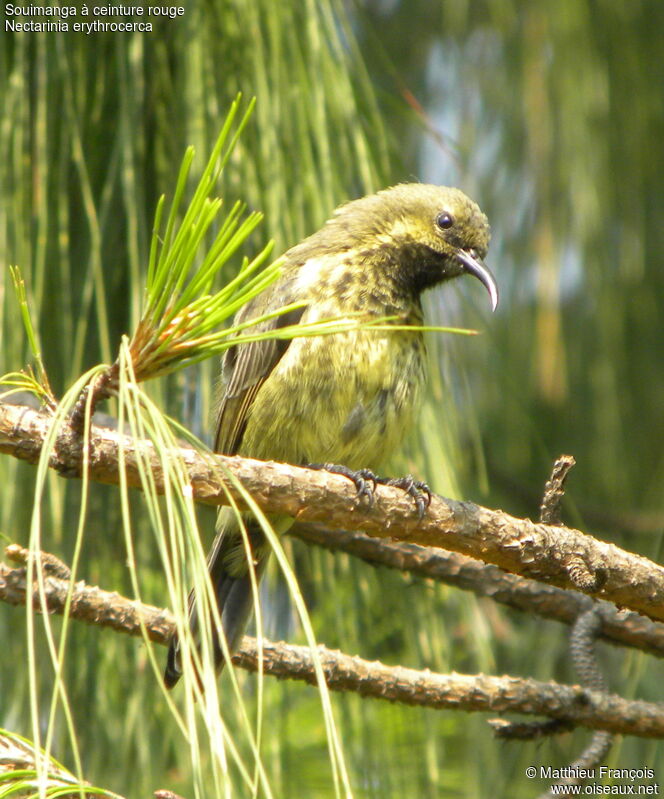 Souimanga à ceinture rouge mâle immature, identification