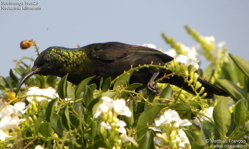 Souimanga bronzé mâle