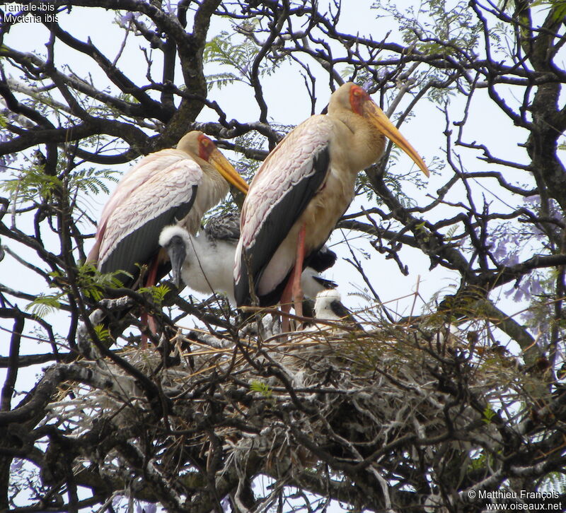 Tantale ibis