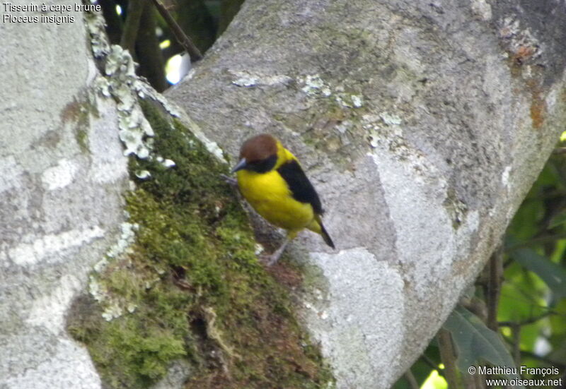 Brown-capped Weaver male