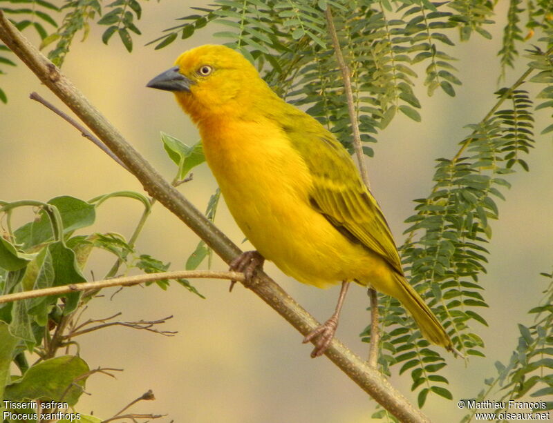 Holub's Golden Weaver, identification