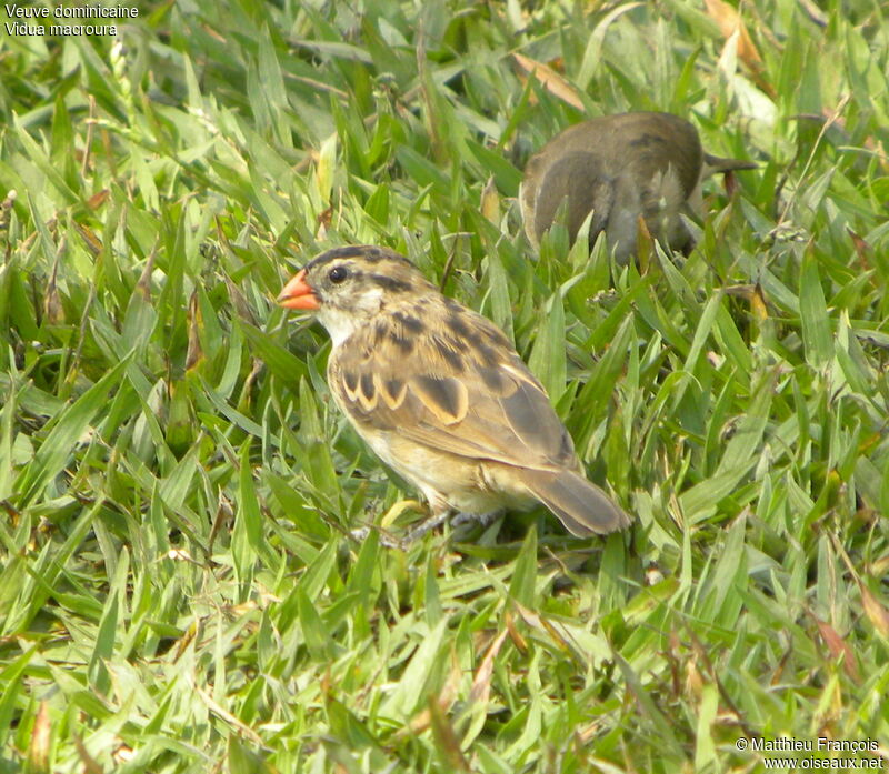 Pin-tailed Whydah