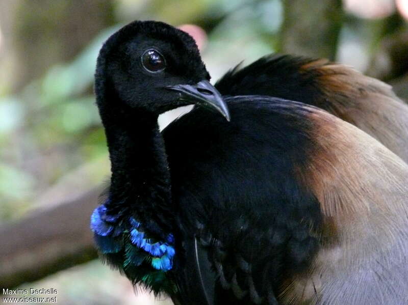 Grey-winged Trumpeteradult, close-up portrait