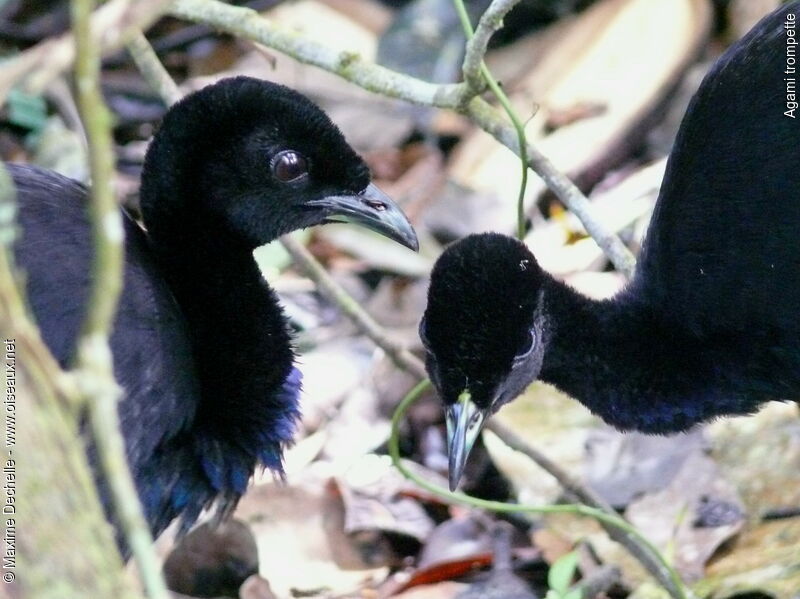 Grey-winged Trumpeter