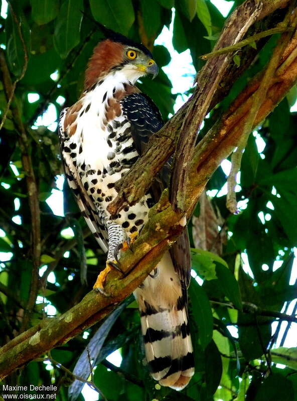 Aigle ornéadulte, identification