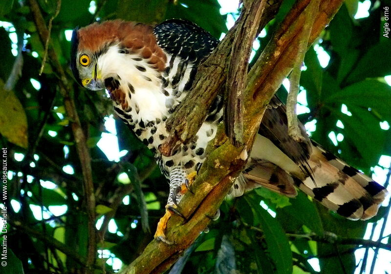 Aigle orné, identification