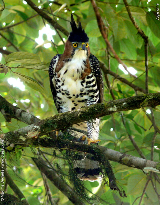 Ornate Hawk-Eagleadult, identification