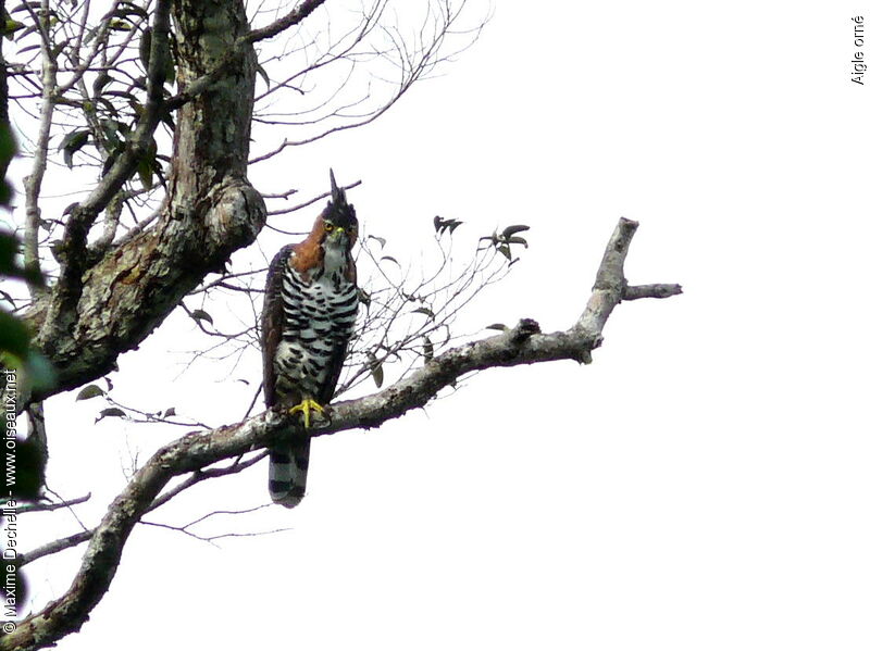 Ornate Hawk-Eagleadult, identification