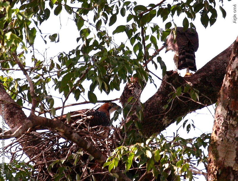 Aigle orné adulte, Nidification