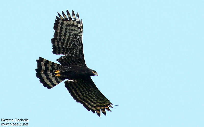 Aigle tyranadulte, Vol