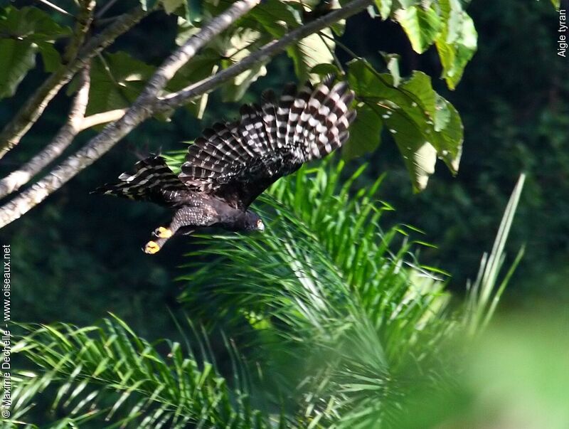 Black Hawk-Eagle, Flight