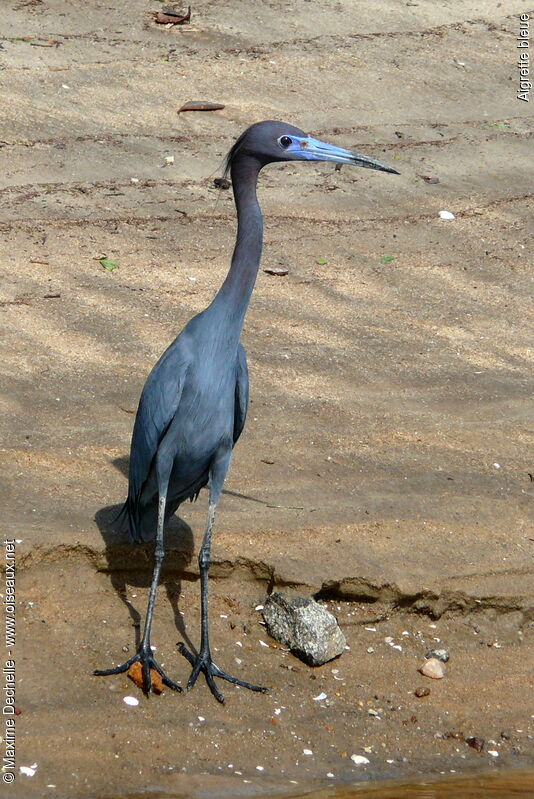 Little Blue Heronadult breeding, identification