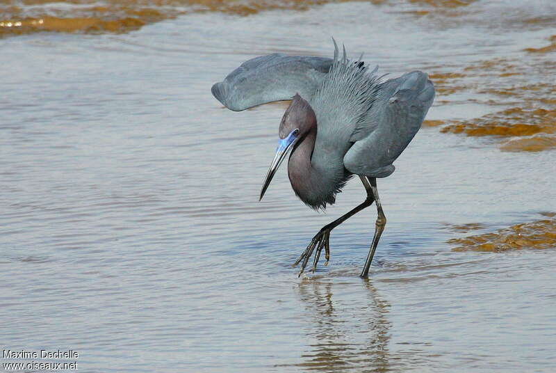 Little Blue Heronadult breeding, pigmentation, fishing/hunting