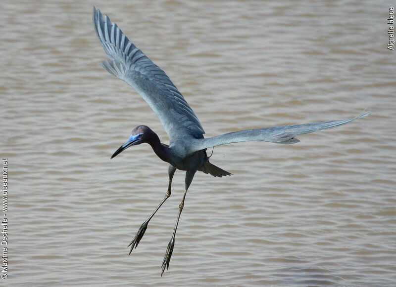 Little Blue Heronadult breeding, Flight