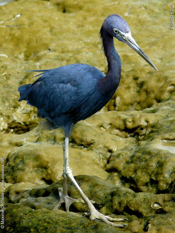 Aigrette bleueadulte, identification