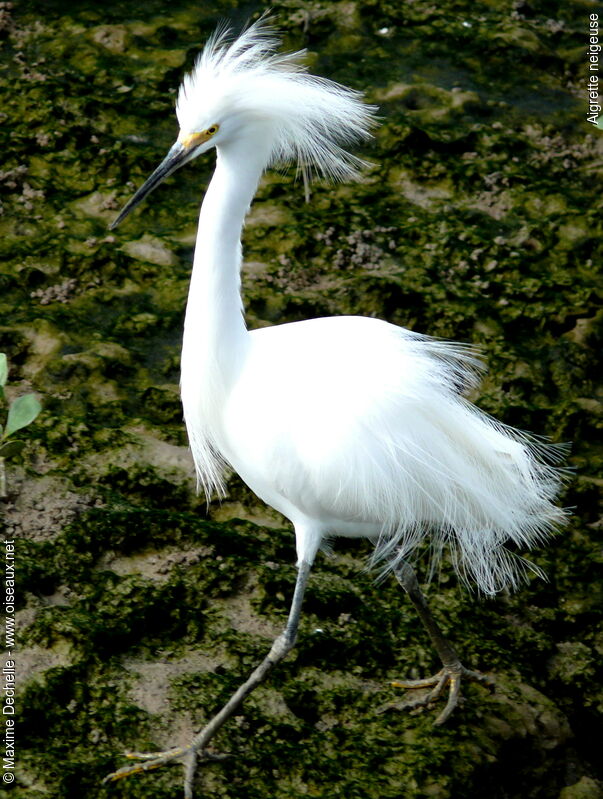 Snowy Egretadult breeding, identification