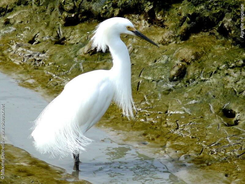 Aigrette neigeuseadulte nuptial