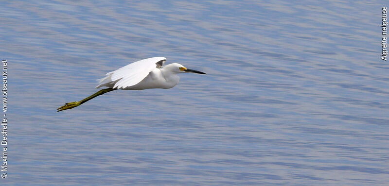 Snowy Egret, Flight