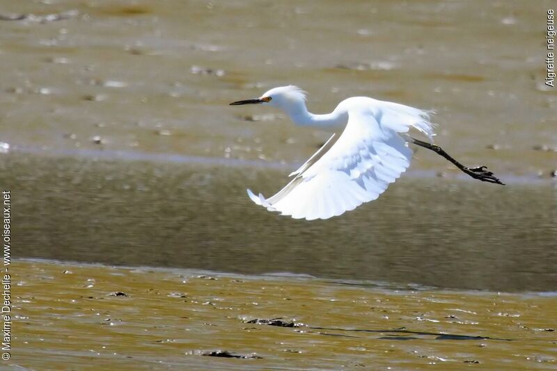 Aigrette neigeuse, Vol