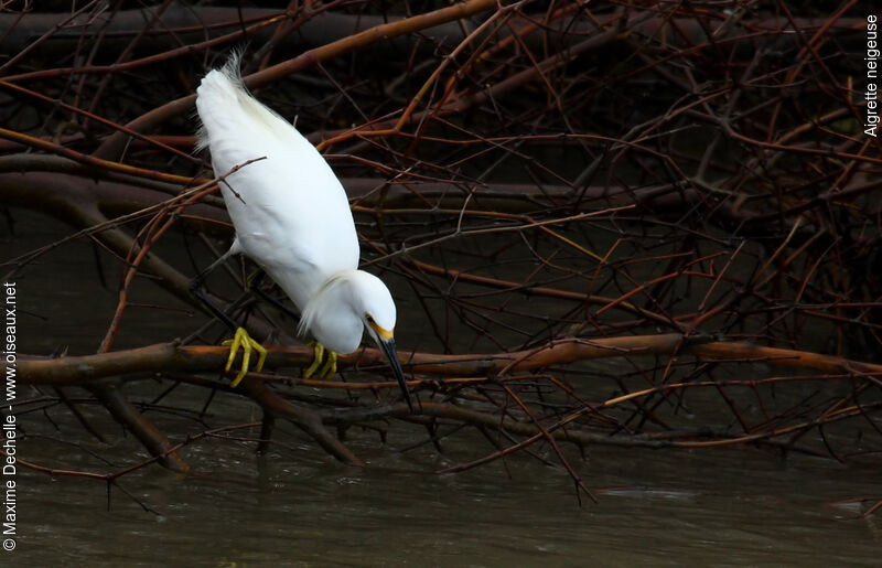 Snowy Egretadult breeding, identification, feeding habits, Behaviour