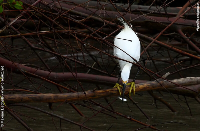 Aigrette neigeuseadulte nuptial, identification, régime