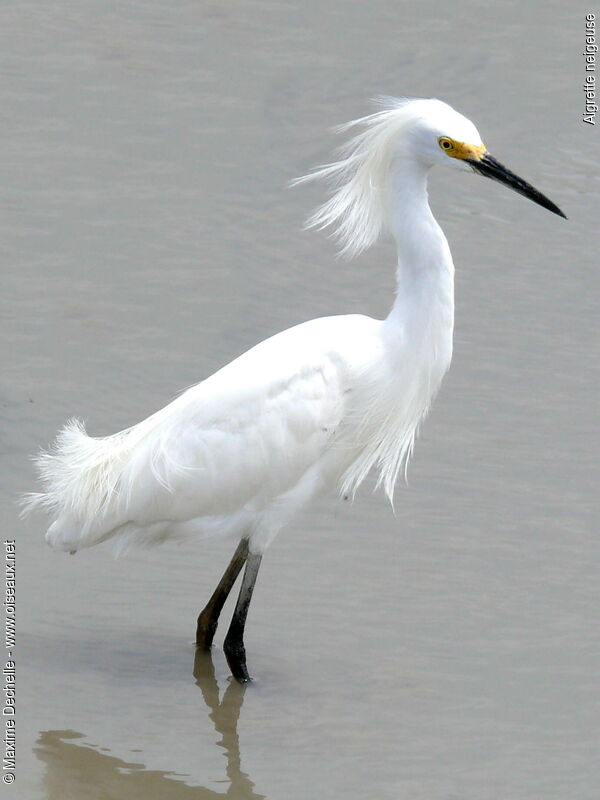 Aigrette neigeuseadulte nuptial, identification