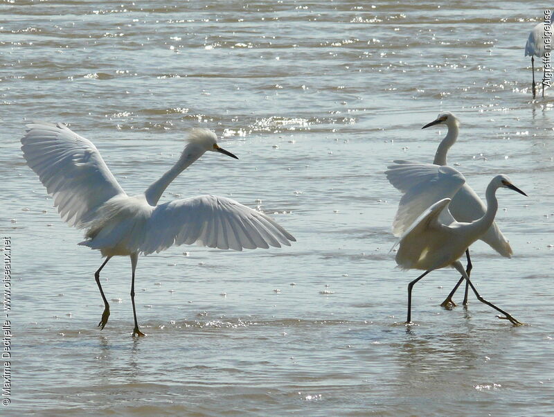 Snowy Egret, Behaviour