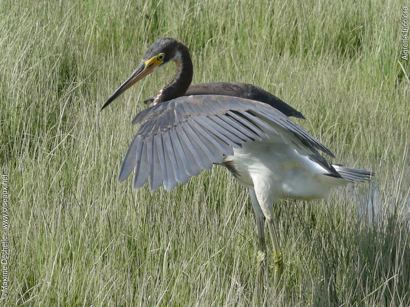 Tricolored Heron